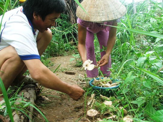 [-]Lủng[-]nồi[-]với[-]món[-]nấm[-]khoang
